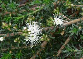 Image result for Annickia ambigua