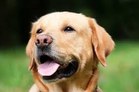 Epingle Sur Besoins Chien