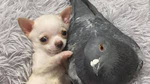 CNN.co.jp : 飛べないハトと歩けない子犬が仲良しに、寄り添う姿で世界を魅了