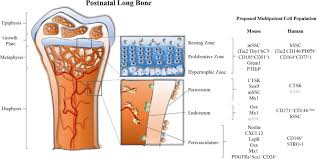 The structure of a long bone allows for the best visualization of all of the parts of a bone (figure 1). Frontiers A Revised Perspective Of Skeletal Stem Cell Biology Cell And Developmental Biology