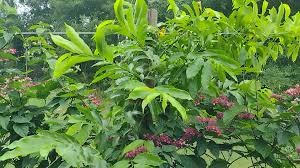 Image result for Artabotrys hexapetalus