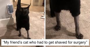 If you notice that your cat refuses to eat, you need to talk to your vet; 30 Pics Of Cats That Got Funny Haircuts At The Vet For Surgery Bored Panda