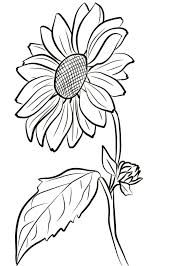 Tambahkan detail ke pusat1.3 3. Gambar Sketsa Bunga Matahari Jokibot