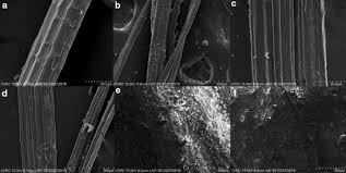 Image result for Girardinia bullosa