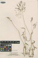 Image result for Panicum hochstetteri
