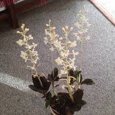 The flowers, small and white with bright yellow centers and pink stems, can last a month or more. Ludisia Discolor Jewel Orchid Uploaded By Odnny