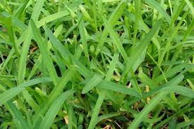 Image result for Stenotaphrum