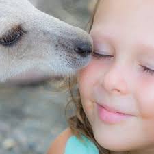 Discovering the Beauty of the Sailaway Low Isles