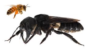 Maybe you would like to learn more about one of these? World S Largest Bee Spotted For First Time In Decades Wgrz Com