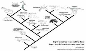 evolve reptile evolution chart reptiles biology evolution