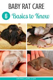 Baby Rat Care 6 Basics To Know When Caring For Newborns Animallama Baby Rats Rat Care Pet Rats