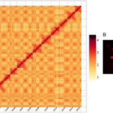 Image result for Buchnera buchneroides