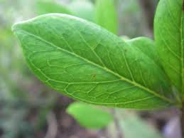 Image result for Terminalia boivinii