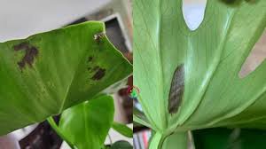 Maybe you would like to learn more about one of these? Monstera Turning Black Causes And How To Fix Garden For Indoor