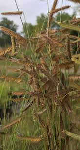 We have a large selection of northwest native plants, ornamental, and useful landscape trees. Yaxlk6iklaomnm