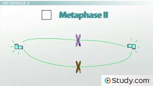 Staged Developmental Mapping And X Chromosome Transcriptional Dynamics  During Mouse Spermatogenesis | Nature Communications