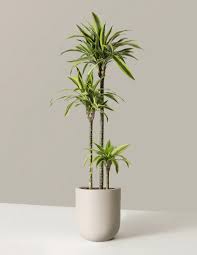 Image result for dracaena