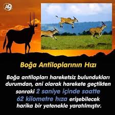 A9 Televizyonu Adli Kullanicinin Iman Hakikatleri Panosundaki Pin Antilop Boga Tirlar