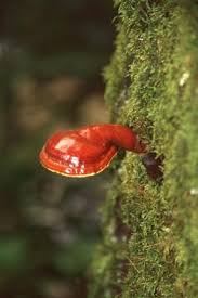 Image result for Ganoderma tsugae