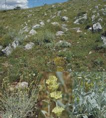 Image result for Stachys aculeolata