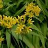 This list covers some options for deer resistant plants, organized by how frequently they are known to be. 1