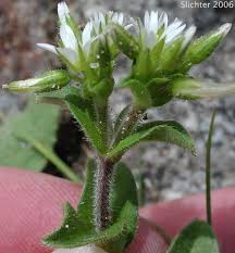 Image result for Cerastium glomeratum