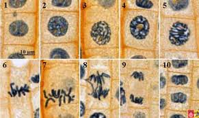 To look at a cell close up we need a microscope. Mitosis Norman Herr Ph D