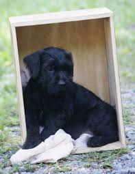 All are cute as puppies, but what will they look like as adults? Standard Schnauzer Puppies For Sale Petfinder