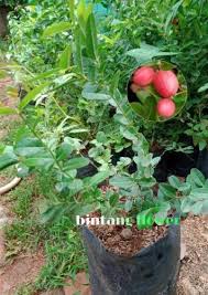 Dengan berbagai keunggulan, dan juga manfaatnya, maka permintaan bibit nangka merah ini termasuk tinggi. Bibit Buah Karendang Rendang Tanaman Buah Karendang Buah Langka Bibit Tanaman Berkebun Hobi Koleksi Bukalapak Com Inkuiri Com