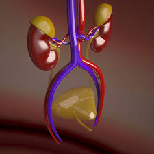 3d Model Of Kidneys 3d Model Model Human Anatomy 3d