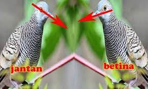 Meskipun akurasi tidak bisa 100% benar, akan tetapi secara umum bisa di gunakan sebagai acuan untuk mengetahui perbedaan perkutut jantan dan betina pada perkutut bangkok : Cara Membedakan Burung Perkutut Jantan Dan Betina Ilmu Peternakan