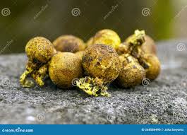 Image result for Scleroderma aurantium