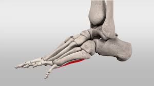 Maybe you would like to learn more about one of these? Doccheck Video Musculus Flexor Digiti Minimi Brevis Pedis