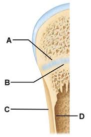 The long bones , longer than they are wide, include the femur (the longest bone in the body) as well as irregular bones vary in shape and structure and therefore do not fit into any other category (flat, short, long, or the patella, commonly referred to as the kneecap, is an example of a sesamoid bone. Drag The Labels To Identify The Structures Of A Long Bone The Skeletal System Youtube Gratis Online Quiz Identify The Structures Of A Bone