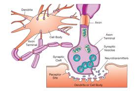 Neurons need to produce a lot of proteins, and most neuronal proteins are synthesized in the soma as well. Labeling The Neuron Diagram Quizlet