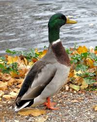 Mallard Duck Male Duck Pictures Mallard Duck Colorful Birds