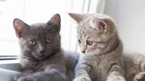 There really isn't one best breed. 10 Best British Cat Breeds