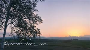 f id epinkflower 20201007121133j plain 美瑛 観光 観光 美瑛