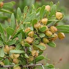 Image result for Gymnosporia tenuispina