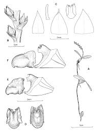 Image result for Bulbophyllum fuscum