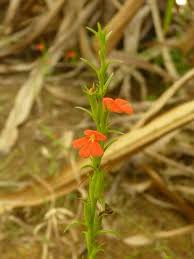 Image result for Striga passargei