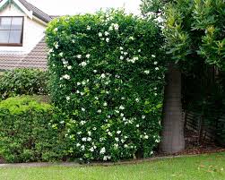Image result for Murraya paniculata