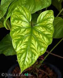 Image result for Cercestis