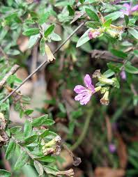 Image result for Cuphea hyssopifolia