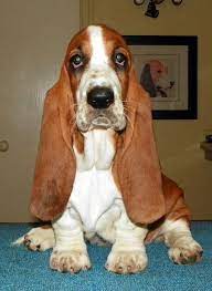 Basset Hound Basset Dog Basset Hound Puppy Basset Hound Dog
