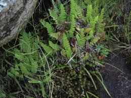 Image result for Mohria vestita