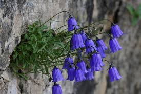 Armed with the right knowledge, you too can send secret messages through beautiful bouquets. Campanula Bellflower A To Z Flowers
