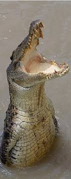 Saltwater Croc Au Saltwater Crocodile Saltwater Croc Crocodiles