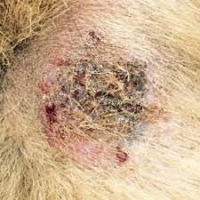 Hot spots on dogs can occur anywhere on the body, but they are commonly found on the face, neck, limbs or hips. Hot Spots Your Dog Won T Stop Itching