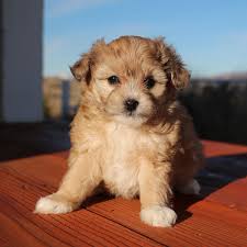 California, san diego, los angeles, palm springs, orange county area. 1 Aussiedoodle Puppies For Sale In California Uptown